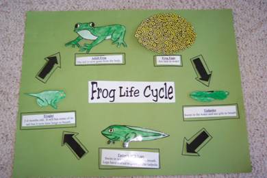Frogs Life Cycle